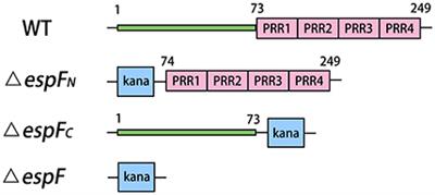 The EspF N-Terminal of Enterohemorrhagic Escherichia coli O157:H7 EDL933w Imparts Stronger Toxicity Effects on HT-29 Cells than the C-Terminal